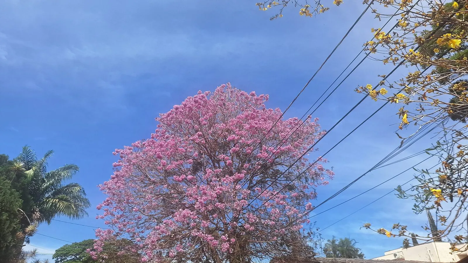 Ipê-rosa todo florido e galhos de ipê-amarelo contra o céu azul numa rua de Barão Geraldo, em Campinas