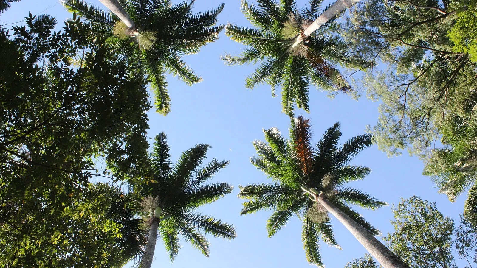Copas das árvores vistas de baixo, no Bosque dos Jequitibás, em Campinas