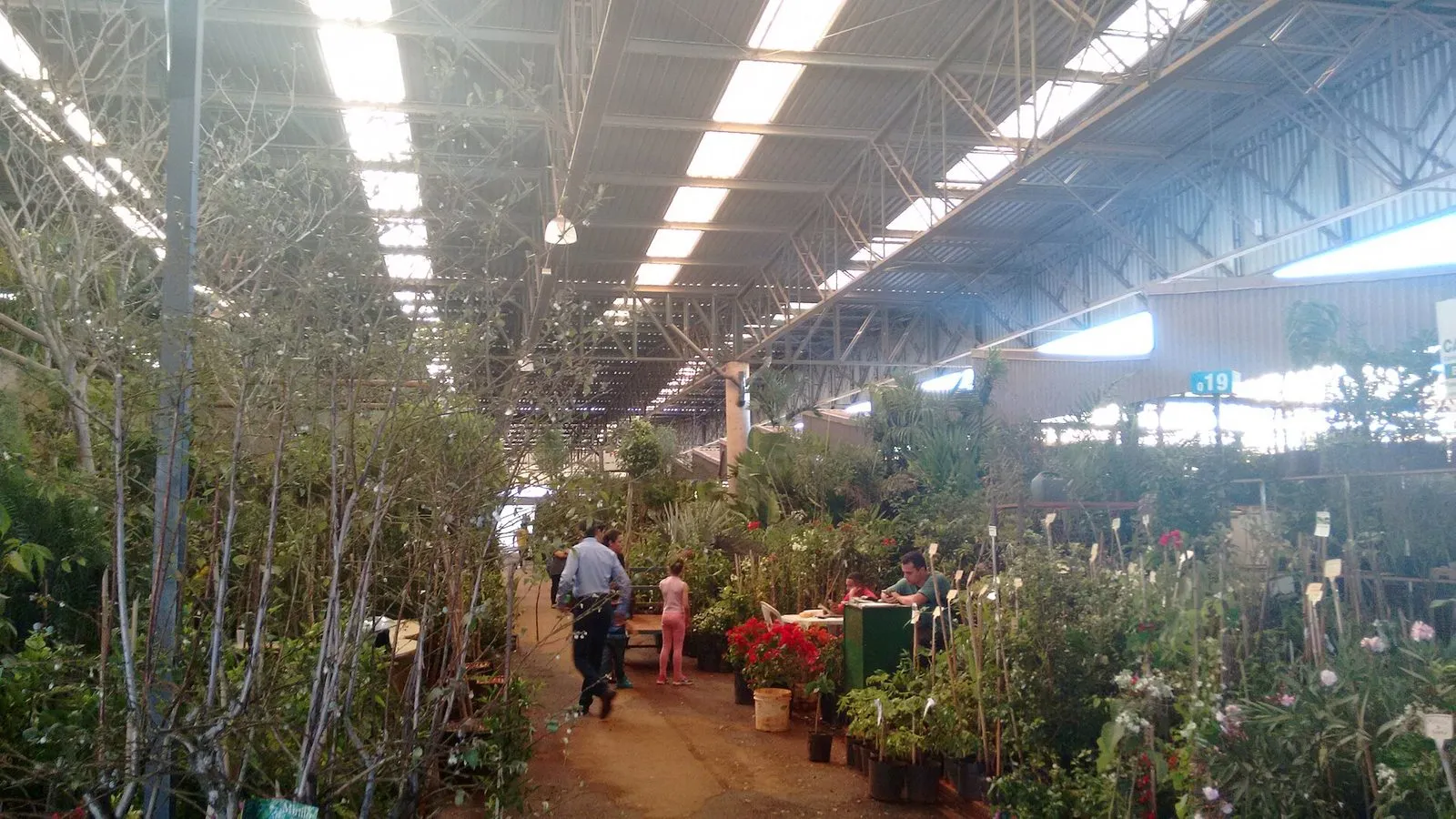 Corredor coberto do Mercado de Flores da Ceasa Campinas, com mudas, árvores e flores vermelhas à venda