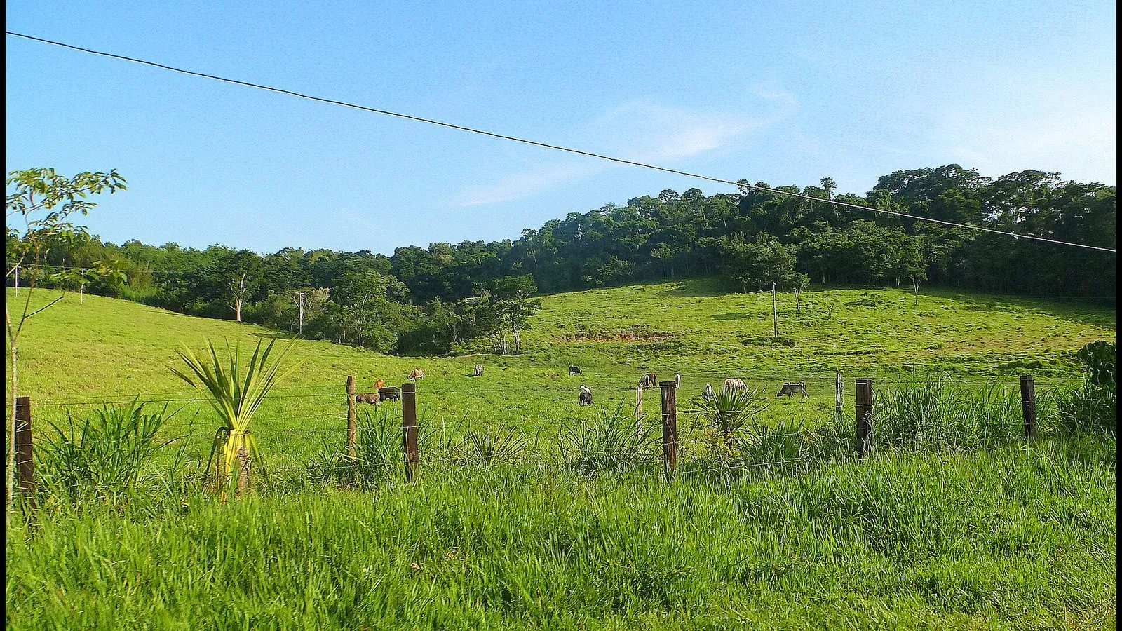 Pasto verde com gado, cerca de arame e morro coberto de mata ao fundo, na zona rural de Joaquim Egídio, em Campinas