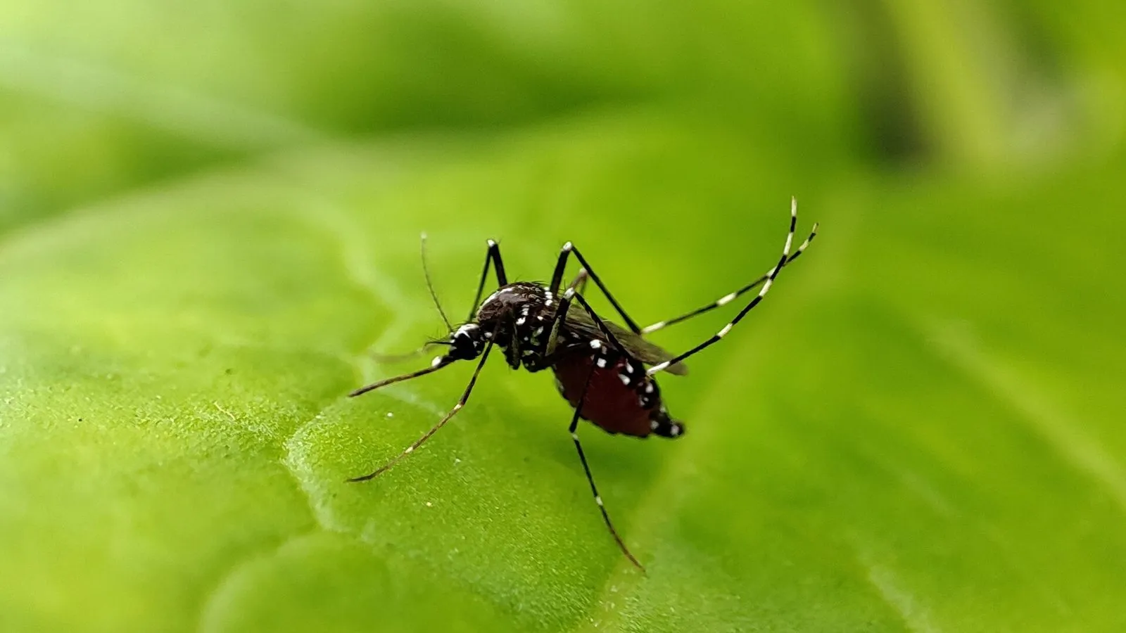 Mosquito Aedes aegypti, transmissor da dengue, pousado em uma folha verde