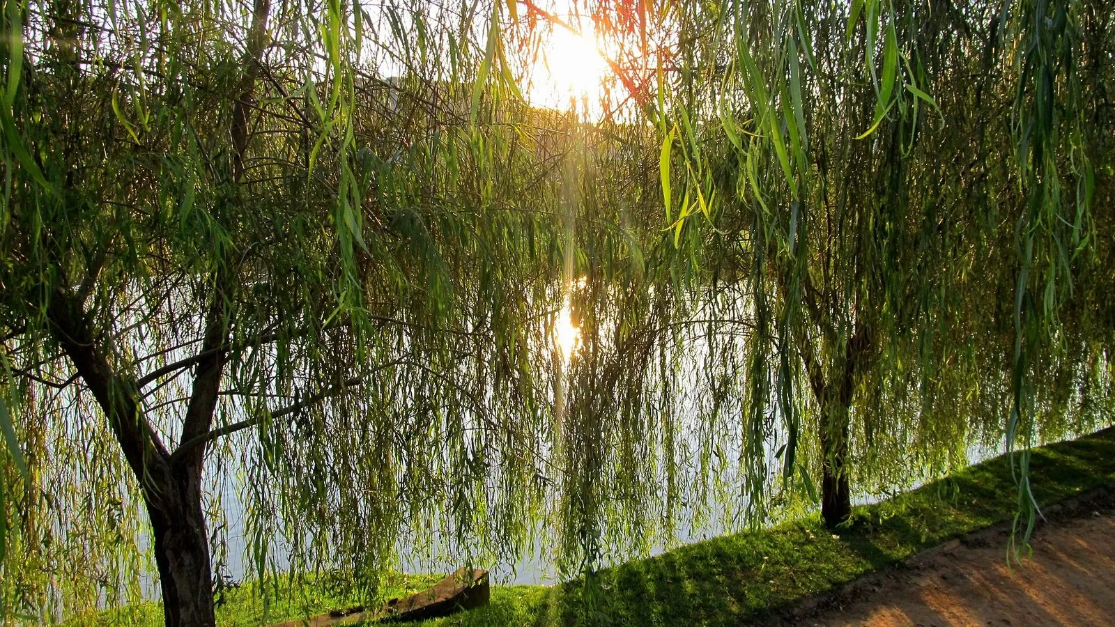 Chorões na margem do lago do Parque das Águas, em Campinas, com o sol do fim da tarde refletido na água