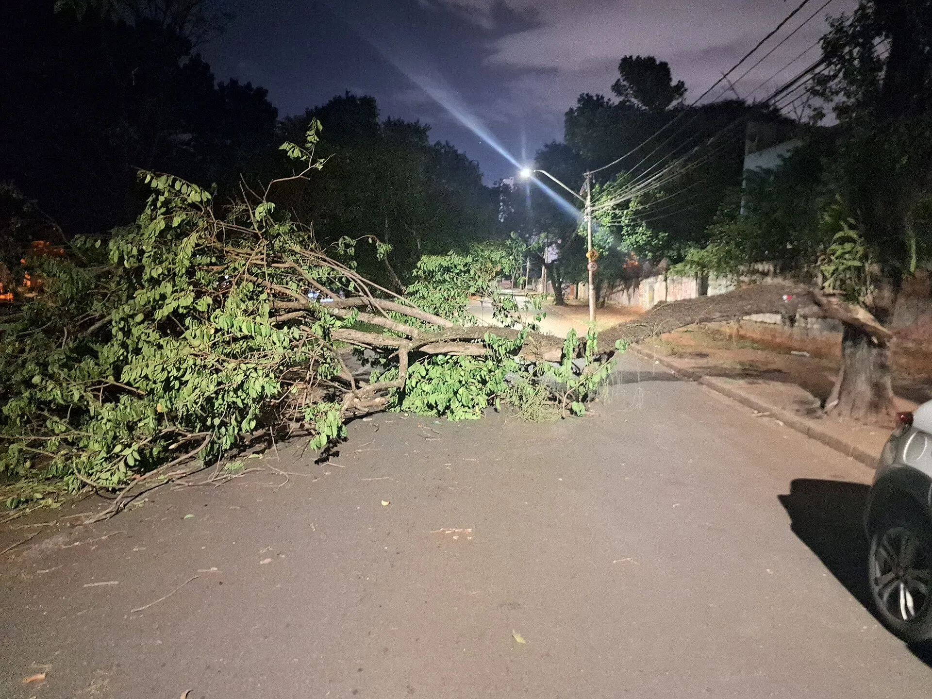 Árvore caída atravessando rua em Barão Geraldo após chuva