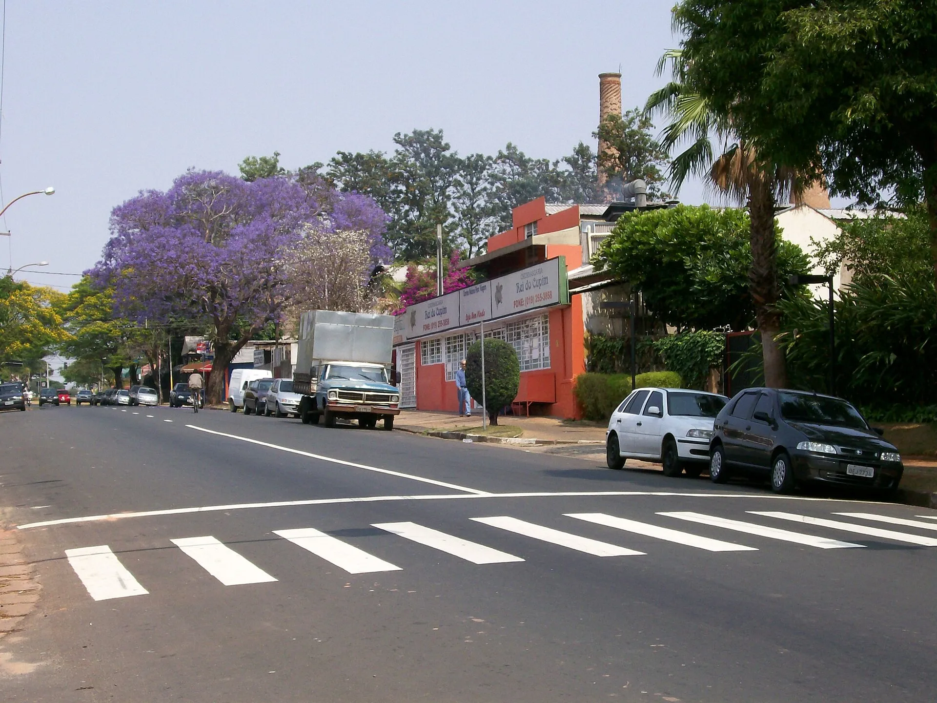 Avenida arborizada no Taquaral com faixa de pedestres, edifícios residenciais e árvore florida ao fundo