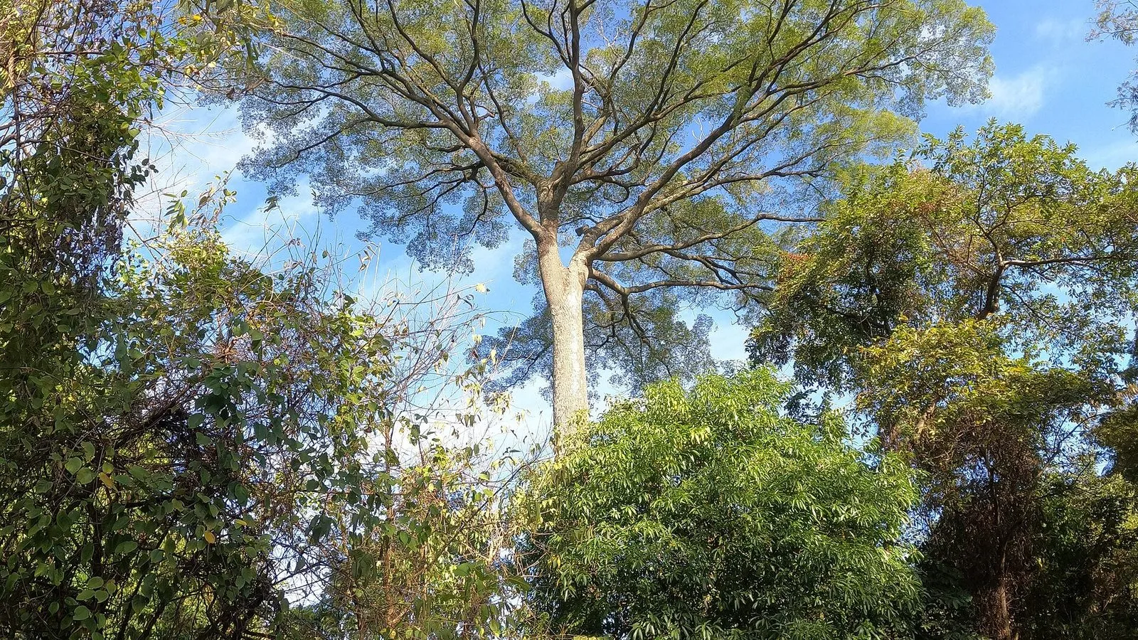 Árvore alta de copa aberta no meio da vegetação da Mata de Santa Genebra, em Campinas, com céu azul ao fundo