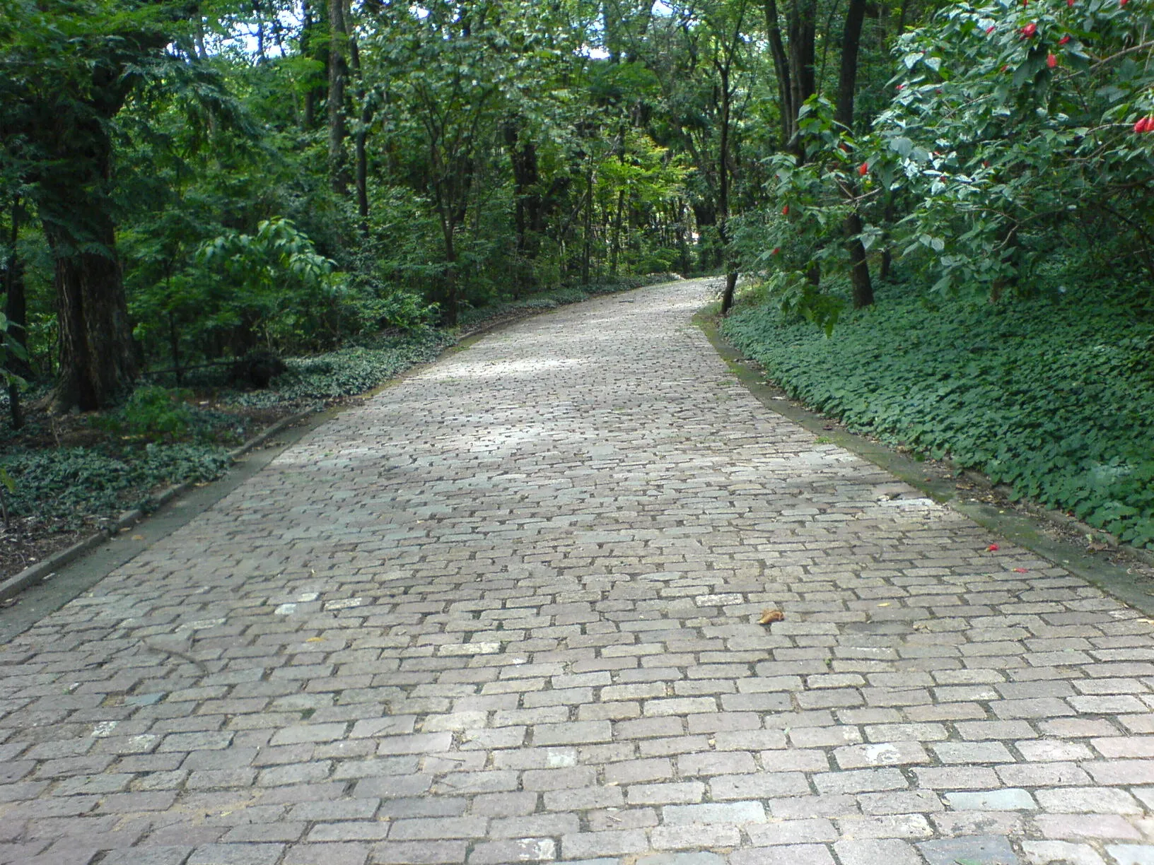 Caminho pavimentado no Parque Taquaral ladeado por árvores frondosas e vegetação densa